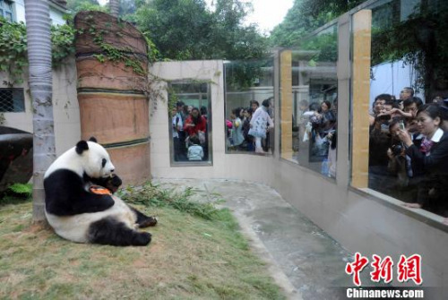 2010年11月13日，福州熊貓世界、海峽(福州)熊貓世界在福州為聞名海內(nèi)外的1990年北京亞運(yùn)會(huì)吉祥物“盼盼”的原型——大熊貓明星“巴斯”舉辦隆重的30歲(相當(dāng)于人類一百多歲)生日慶典系列活動(dòng)，來自海內(nèi)外三千多名各界人士參加該慶典活動(dòng)?！⒖筛?攝 　