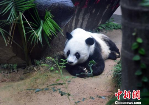 2017年1月12日巴斯37歲生日前夕閑庭信步?！堺惥?攝