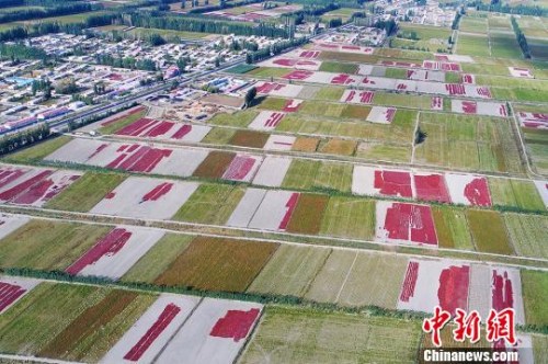 9月20日，航拍新疆博湖縣烏蘭再格森鄉(xiāng)金秋辣椒田，一片豐收美景，如詩(shī)如畫(huà)?！∧昀?攝