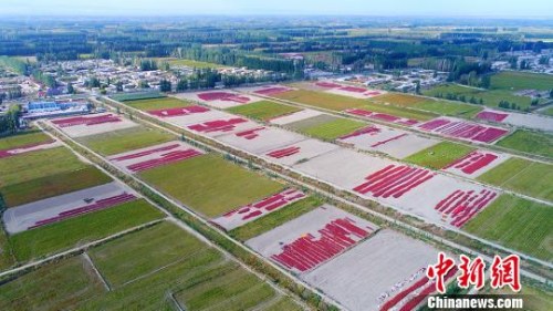 航拍新疆博湖豐收田野色彩斑斕?！∧昀?攝