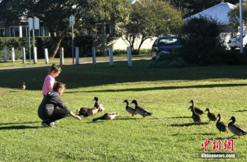 資料圖：澳大利亞悉尼，市民在郊外游玩。圖為喂野鴨子的孩子們。 <a target='_blank' >中新社</a>記者 陶社蘭 攝