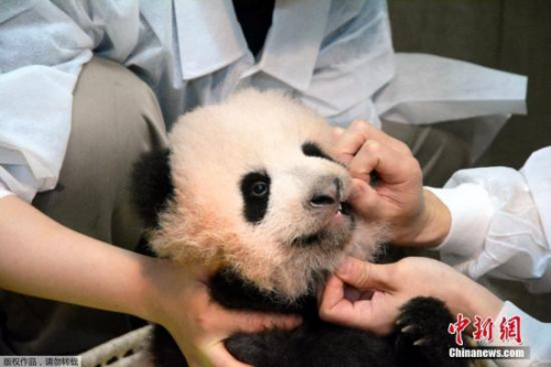 據(jù)此前報道，日方選考委員會經過與中方協(xié)商，最終決定使用“香香”這個名字。