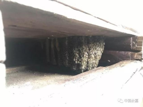 蜜蜂為他釀蜜多年 蜜蜂為他釀蜜多年