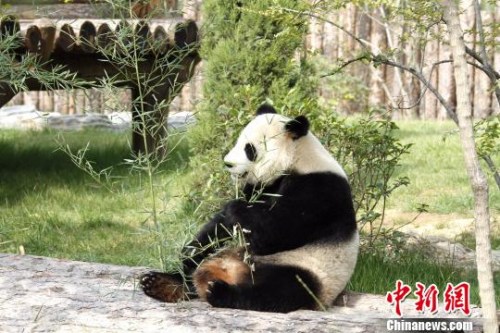 兩只萌寶在各自的專屬“別墅”里向游客們展示著各自風(fēng)采。圖為萌寶“婭雙”?！∩骋婟?攝