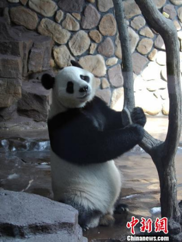 兩只萌寶在各自的專屬“別墅”里向游客們展示著各自風(fēng)采。圖為萌寶“二喜”?！∩骋婟?攝