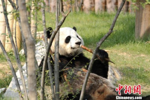 兩只萌寶在各自的專屬“別墅”里向游客們展示著各自風(fēng)采。圖為萌寶“婭雙”?！∩骋婟?攝