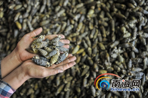 2017年10月26日，萬寧龍滾鎮(zhèn)檳一榔加工廠，農(nóng)戶正在整理剛收購的檳榔。海報(bào)全媒體中心記者袁琛攝