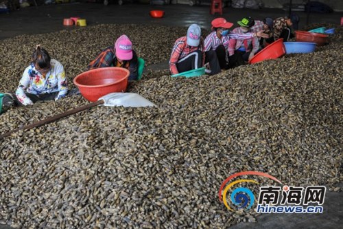 2017年10月26日，萬寧龍滾鎮(zhèn)檳一榔加工廠，農(nóng)戶正在整理剛收購的檳榔。海報(bào)全媒體中心記者袁琛攝