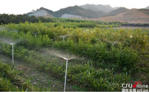 望謨縣熱作產(chǎn)業(yè)良種繁育科技示范園的澳洲堅(jiān)果育苗圃。（攝影：楊麗芳） 