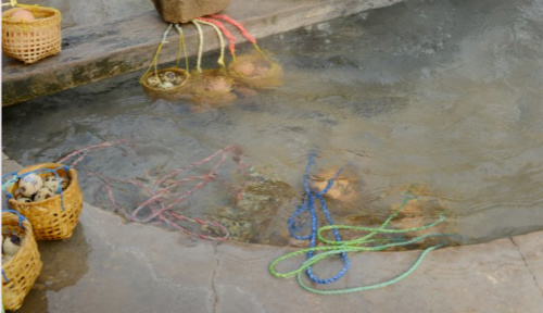 溫泉中的水煮蛋。