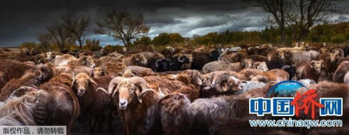 “相機(jī)攝”《命運(yùn)》：中國新疆額爾吉斯河，風(fēng)起云涌，是待宰，還是奮起反抗？