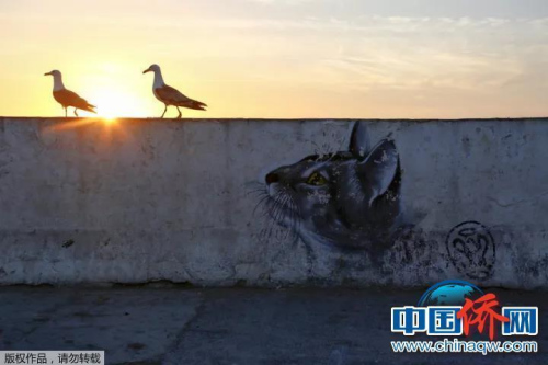 “相機(jī)攝”摩洛哥，貓視眈眈。