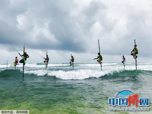 “手機(jī)攝”斯里蘭卡獨(dú)有的釣魚方式。