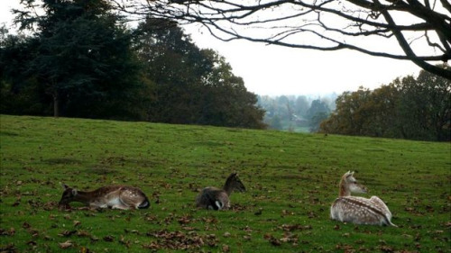 從莊園高處看到的風(fēng)景，幾百年來(lái)應(yīng)該沒(méi)有太大的變化。（BBC中文網(wǎng)）