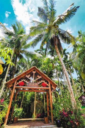 瓊海市會山鎮(zhèn)加腦村。 本報記者 陳元才 攝