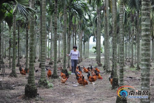 立體生態(tài)種養(yǎng)，檳榔林成“綠色聚寶盆”，經(jīng)濟(jì)效益翻番。海報(bào)全媒體中心記者袁琛攝