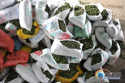 立體生態(tài)種養(yǎng)，檳榔林成“綠色聚寶盆”，經(jīng)濟(jì)效益翻番。海報(bào)全媒體中心記者袁琛攝