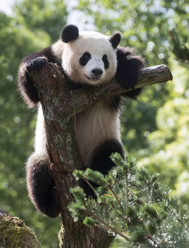 熊貓?jiān)诎亓謩?dòng)物園