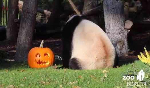 南瓜燈是萬圣節(jié)的經(jīng)典裝飾物