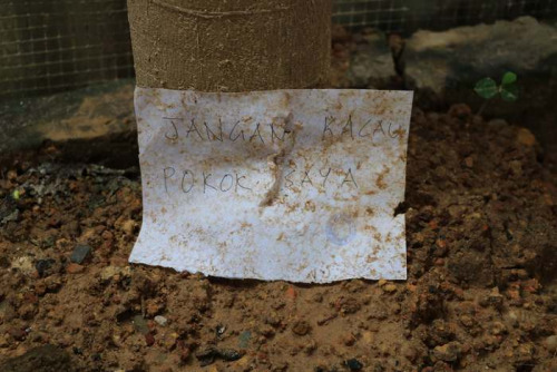 八旬獨居老婦上警局要求警方寫張“勿干擾我果樹”的告示，放下她家前的木瓜樹下。（馬來西亞《星洲日報》）