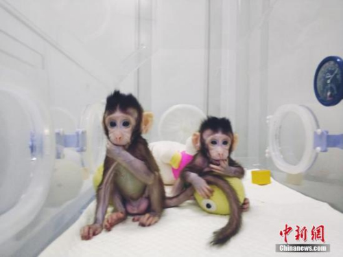  圖片來源：中科院神經所供圖