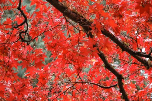 資料圖：維多利亞布查特花園 加拿大旅游局 供圖 來源：<a target='_blank'  >中新網(wǎng)</a>