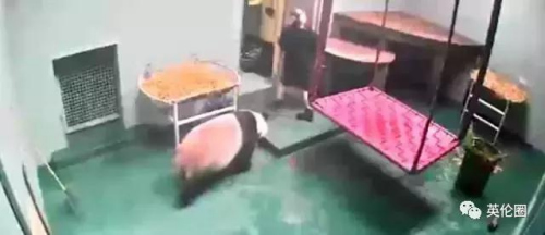 愛(ài)丁堡動(dòng)物園里“甜甜”和“陽(yáng)光”的住所。(英倫圈