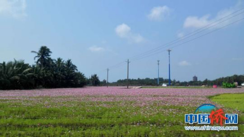 南墻村花海開放。　張茜翼 攝