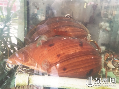 陳先生從崇武買(mǎi)回來(lái)的黃螺