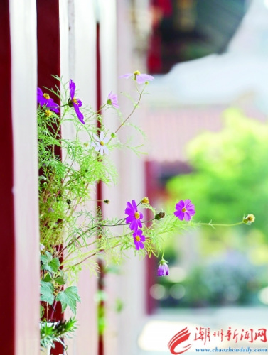開元寺內(nèi)，秋英花在窗前悄悄綻放。