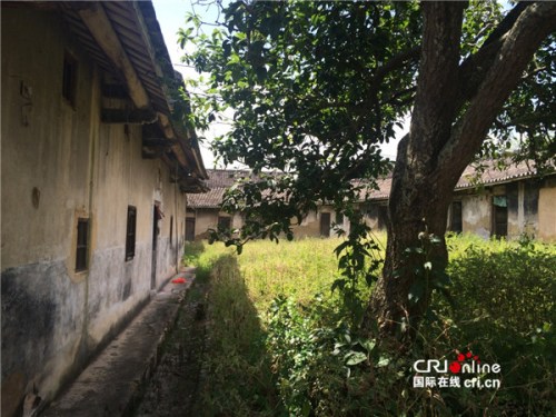 　　家鄉(xiāng)老屋后院，鄧世軒姑姑說，小時候常在這棵樹下玩耍。(受訪者供圖)