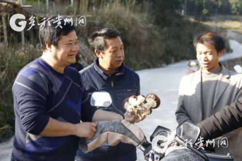 李裕榮現(xiàn)場(chǎng)幫助村民了解大球蓋菇 李裕榮現(xiàn)場(chǎng)幫助村民了解大球蓋菇