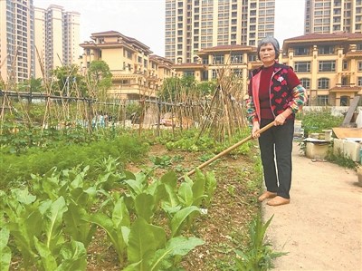 李紅阿姨在菜地。
