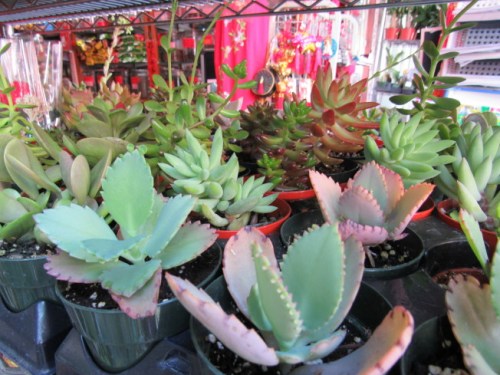 多肉價格低、好照顧的特性受到民眾喜愛，成為今年母親節(jié)的流行款。(美國《世界日報》/顏嘉瑩 攝)