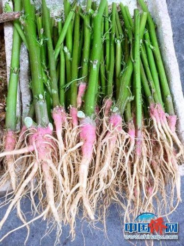 在菜市場上零售的馬屎莧 李曉春 攝