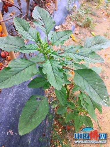 可采摘鮮葉做菜的馬屎莧 李曉春 攝