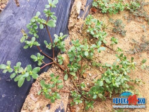 被臺山人稱為“瓜子菜”的馬齒莧 李曉春 攝