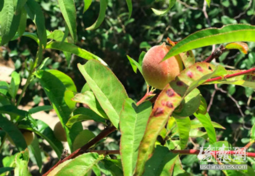 趙師母女兒家的果園里品種豐富，大部分已經掛果，等待著一份豐收的秋天。(僑報記者章寧攝)