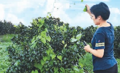 圖為鄧迪方在果園查看玫瑰柑的生長情況。