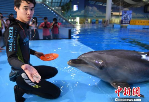 9月19日，海豚正在享用“私人訂制”月餅?！№n蘇原 攝