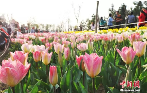 荷蘭國(guó)花郁金香