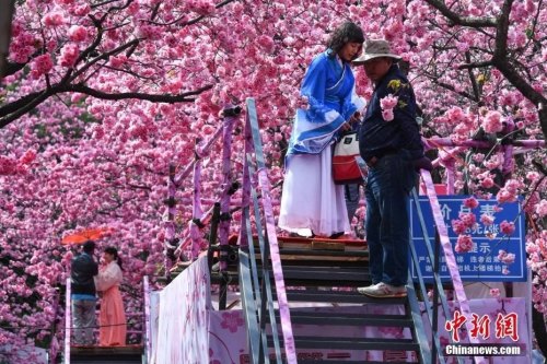 3月19日，游客穿上古裝在櫻花樹下拍照。<a target='_blank' >中新社</a>記者 任東 攝