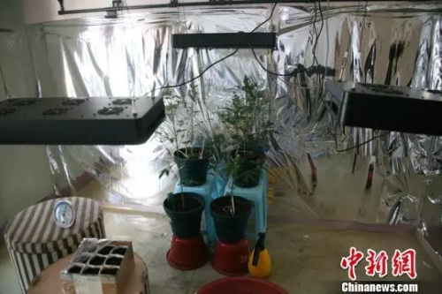 資料圖：在房間里種植大麻。(圖文無關(guān))