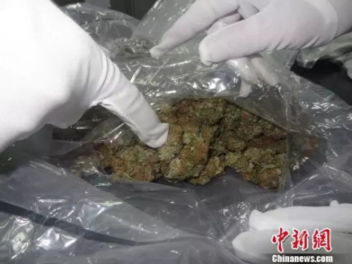 資料圖：大麻。(圖文無關(guān))