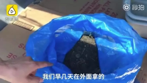 中餐館員工挖的土。（視頻截圖）