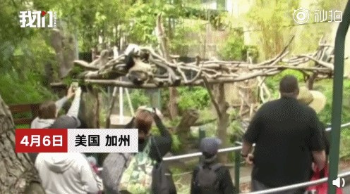 美國民眾與大熊貓告別。(視頻截圖)