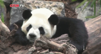 　大熊貓“大毛”。