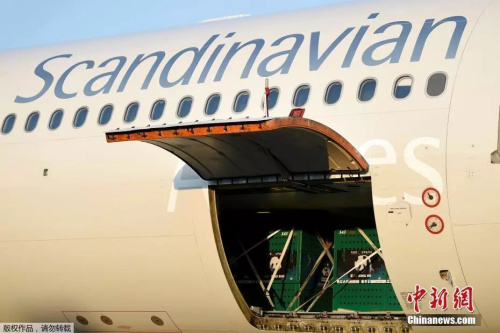 　“星二”和“毛筍”抵達哥本哈根機場。