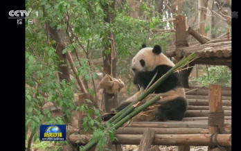 “星二”和“毛筍”。(視頻截圖)