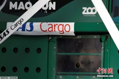 “星二”和“毛筍”抵達哥本哈根機場。